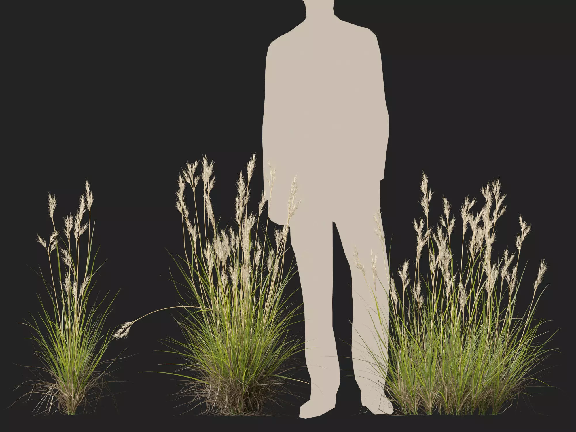 HighPolyLowPoly- Rytidosperma caespitosum - Common Wallaby-grass Low-poly 3D model_9