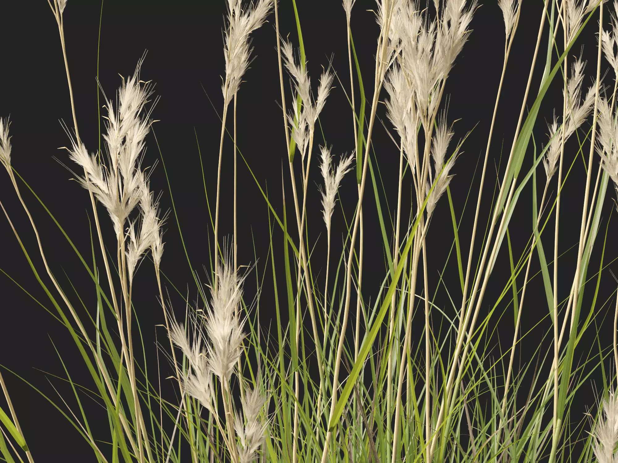 HighPolyLowPoly- Rytidosperma caespitosum - Common Wallaby-grass Low-poly 3D model_4