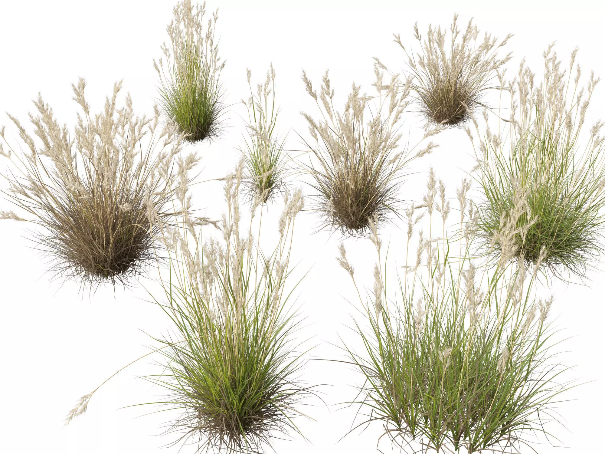 HighPolyLowPoly- Rytidosperma caespitosum - Common Wallaby-grass Low-poly 3D model_0