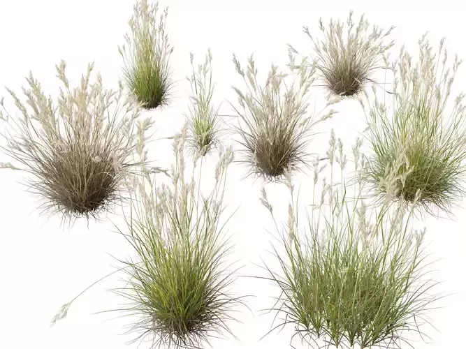 HighPolyLowPoly- Rytidosperma caespitosum - Common Wallaby-grass