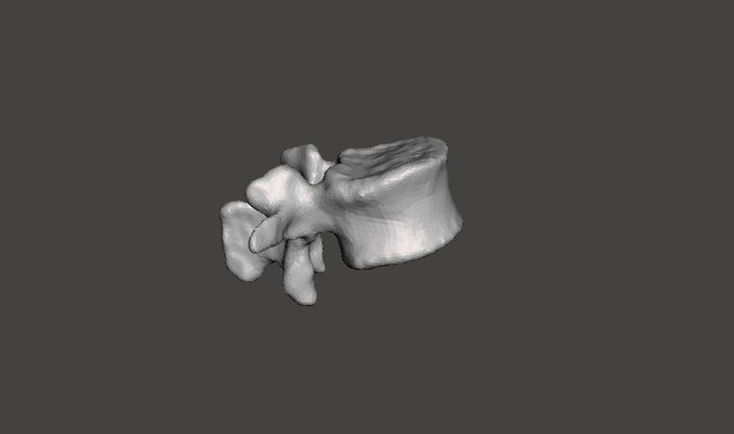 Human Lumbar Vertebra L2 - female 3D model