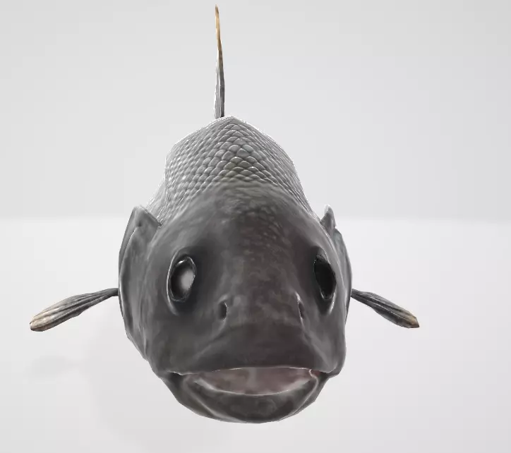 Abyssal Grenadier Deep Sea Fish  Low-poly 3D model_7