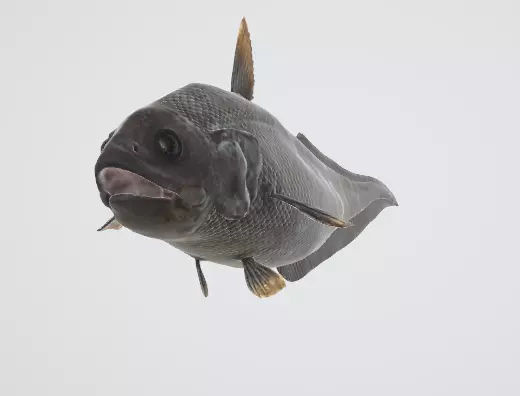 Abyssal Grenadier Deep Sea Fish  Low-poly 3D model_4