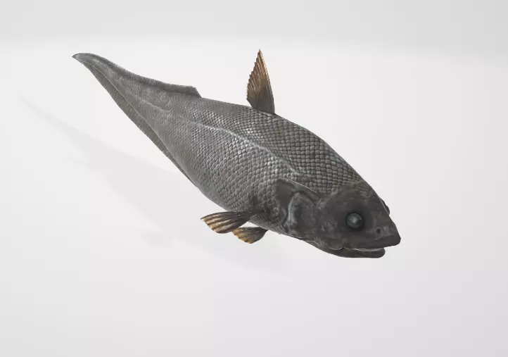 Abyssal Grenadier Deep Sea Fish  Low-poly 3D model_0