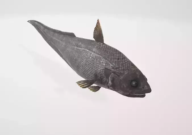 Abyssal Grenadier Deep Sea Fish 