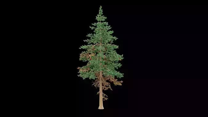 Realistic Pine Tree
