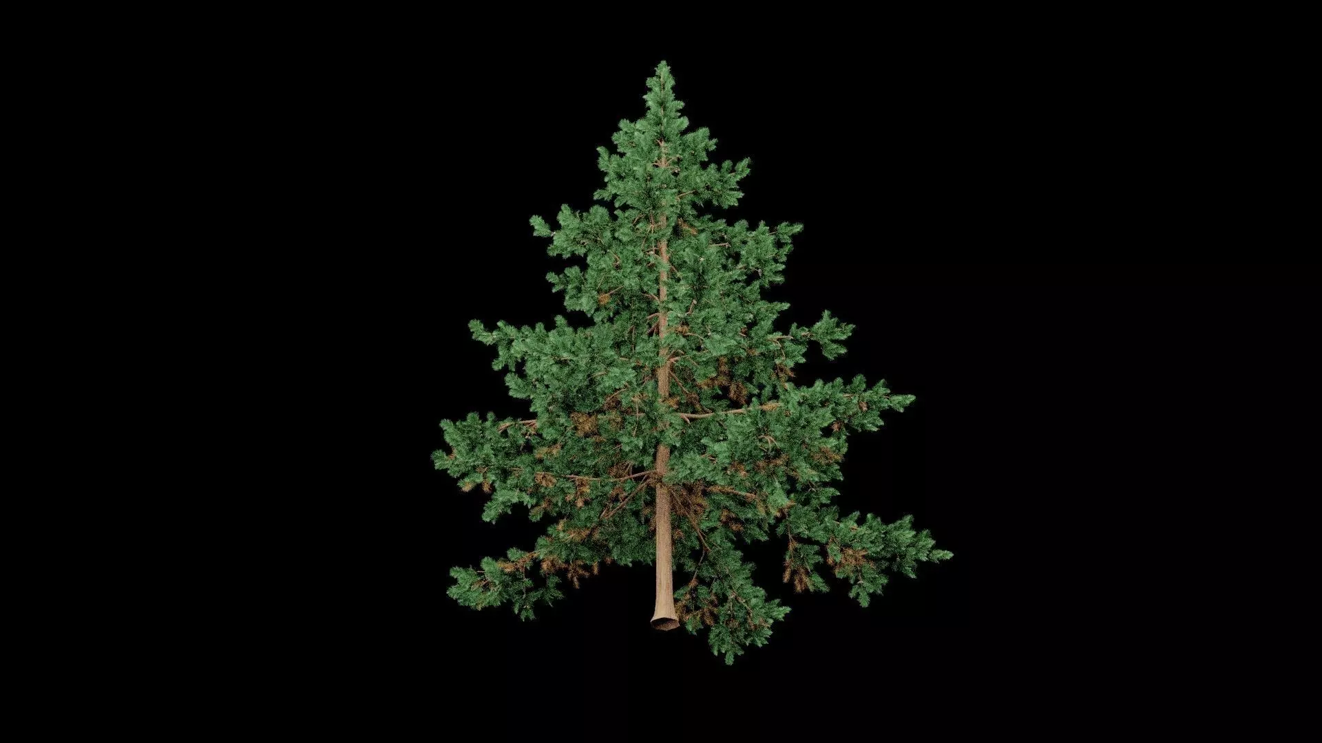 Realistic Pine Tree Low-poly 3D model_7
