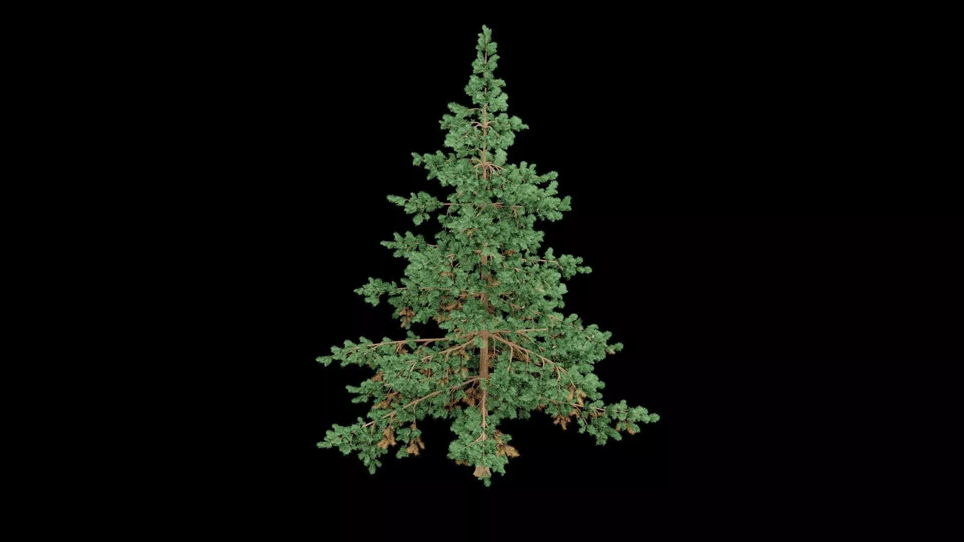 Realistic Pine Tree Low-poly 3D model_2