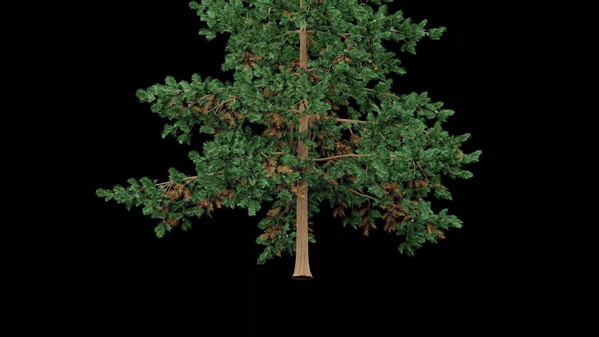 Realistic Pine Tree Low-poly 3D model_5