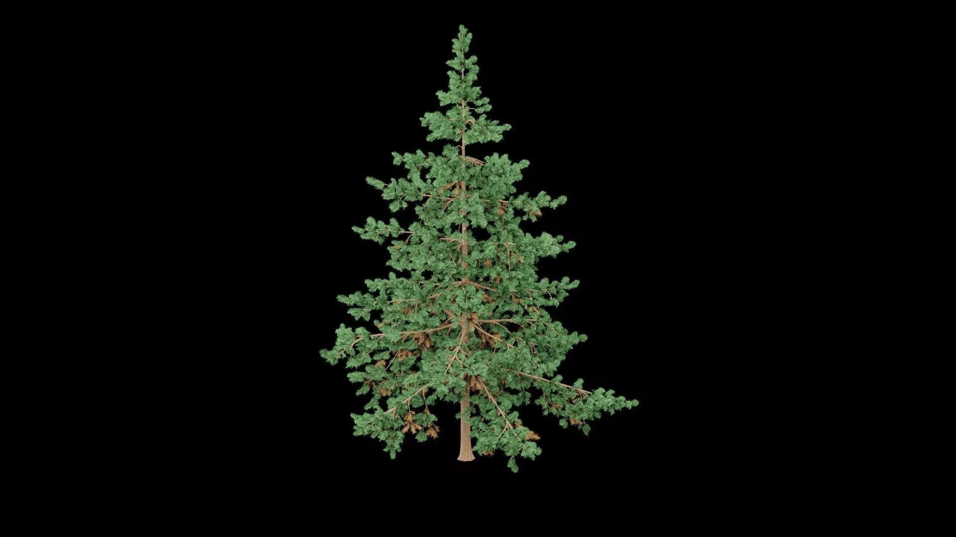 Realistic Pine Tree Low-poly 3D model_1