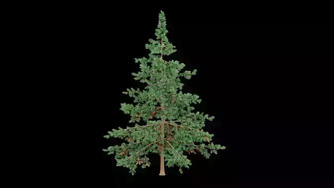 Realistic Pine Tree