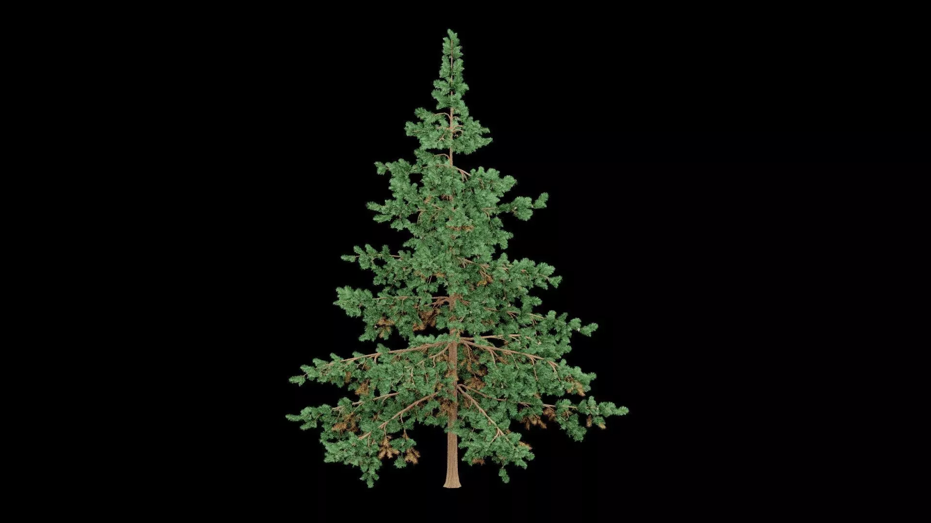 Realistic Pine Tree Low-poly 3D model_0