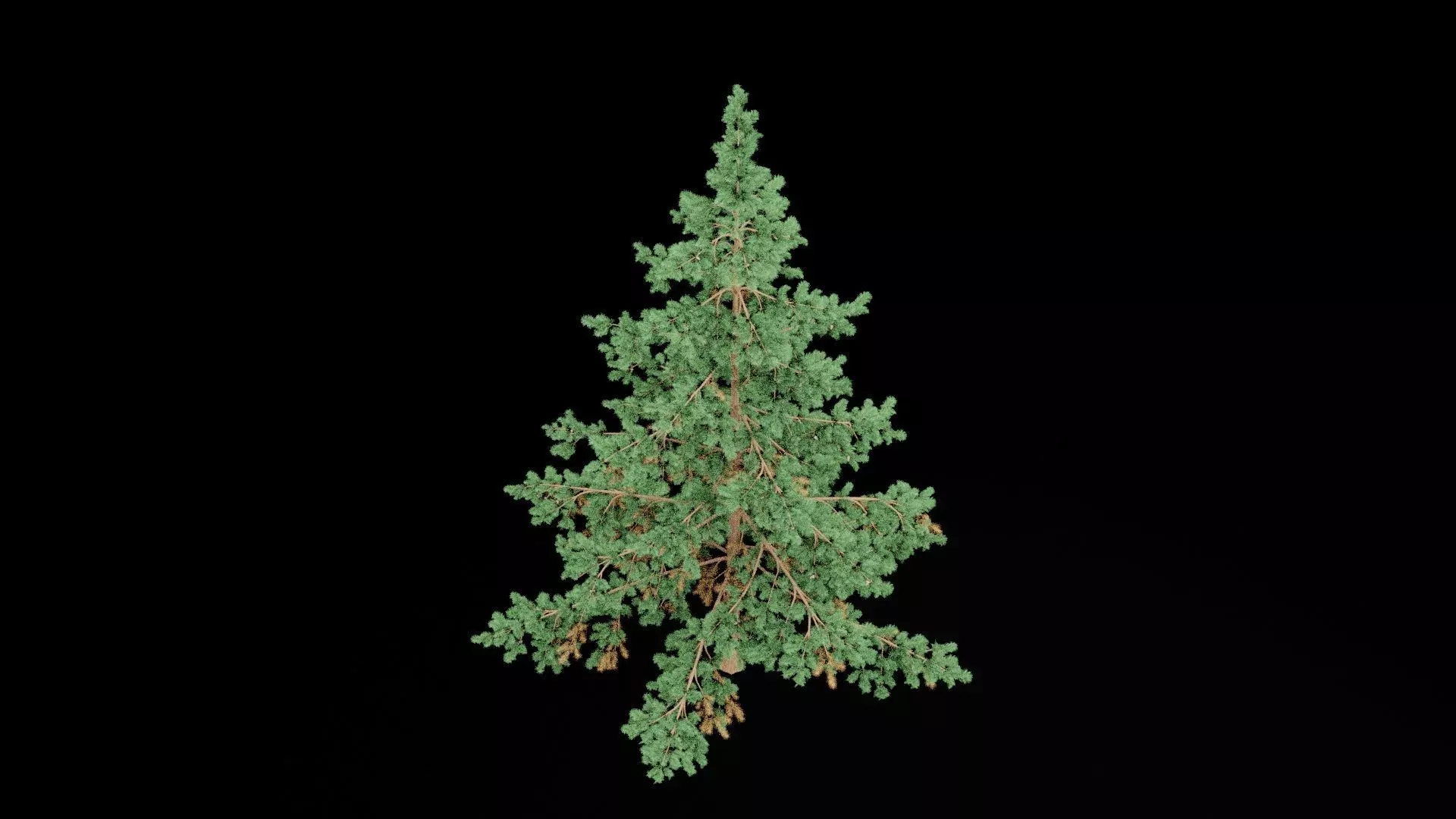 Realistic Pine Tree Low-poly 3D model_6