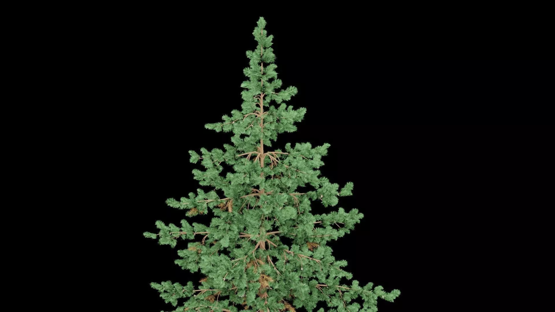 Realistic Pine Tree Low-poly 3D model_4