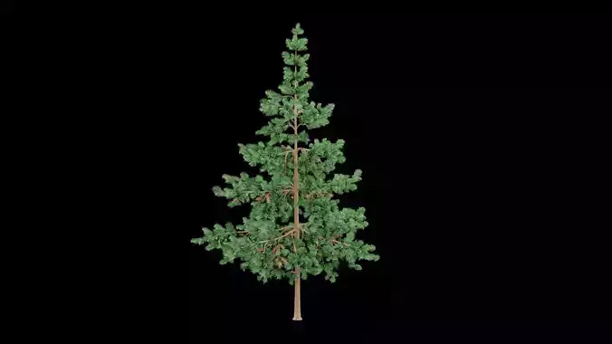Realistic Pine Tree