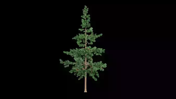 Realistic Pine Tree