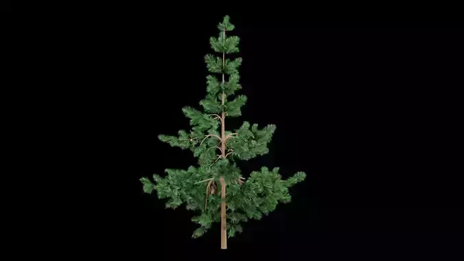 Realistic Pine Tree