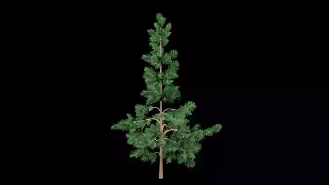Realistic Pine Tree