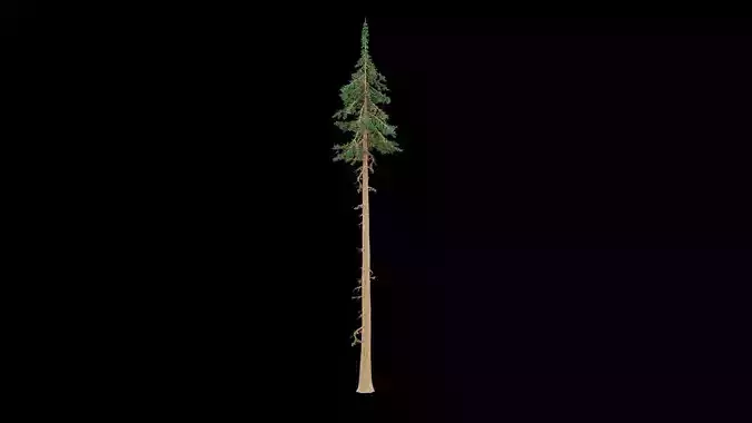 Realistic Pine Tree
