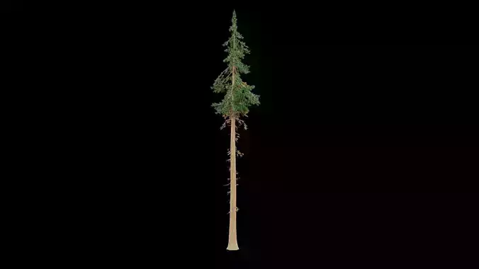 Realistic Pine Tree