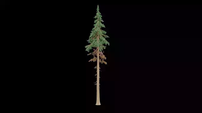 Realistic Pine Tree