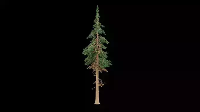 Realistic Pine Tree