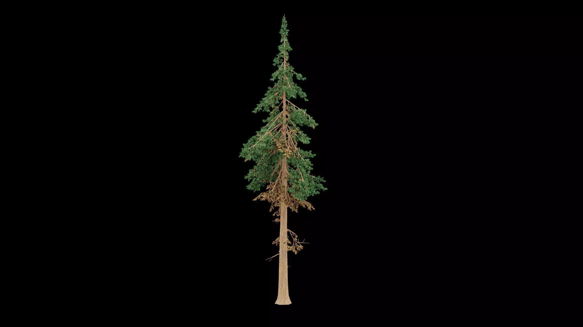Realistic Pine Tree 3D model_0