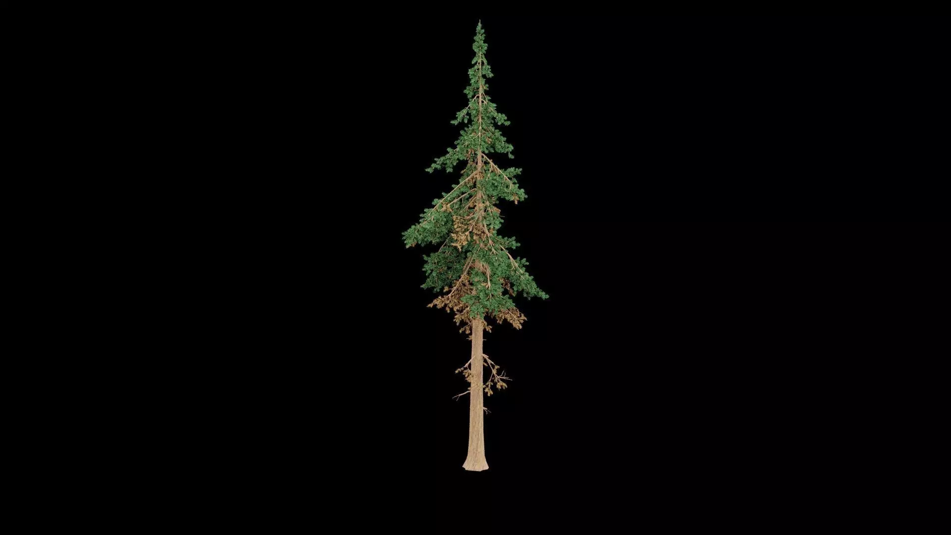 Realistic Pine Tree 3D model_2