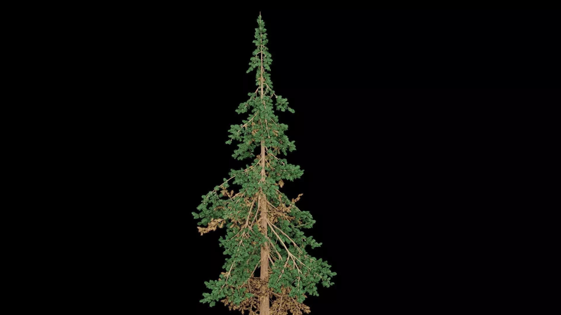 Realistic Pine Tree 3D model_4