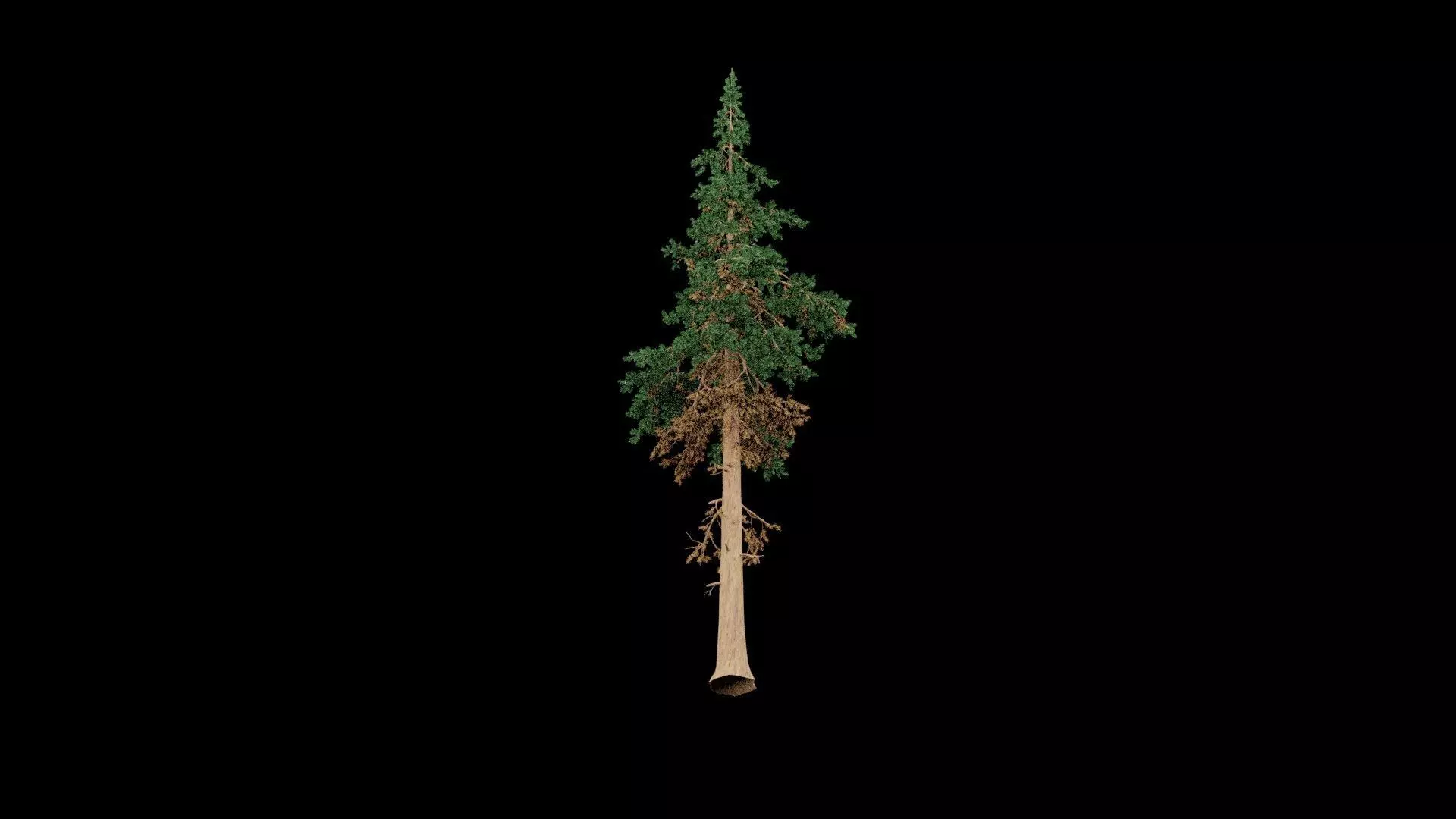 Realistic Pine Tree 3D model_7