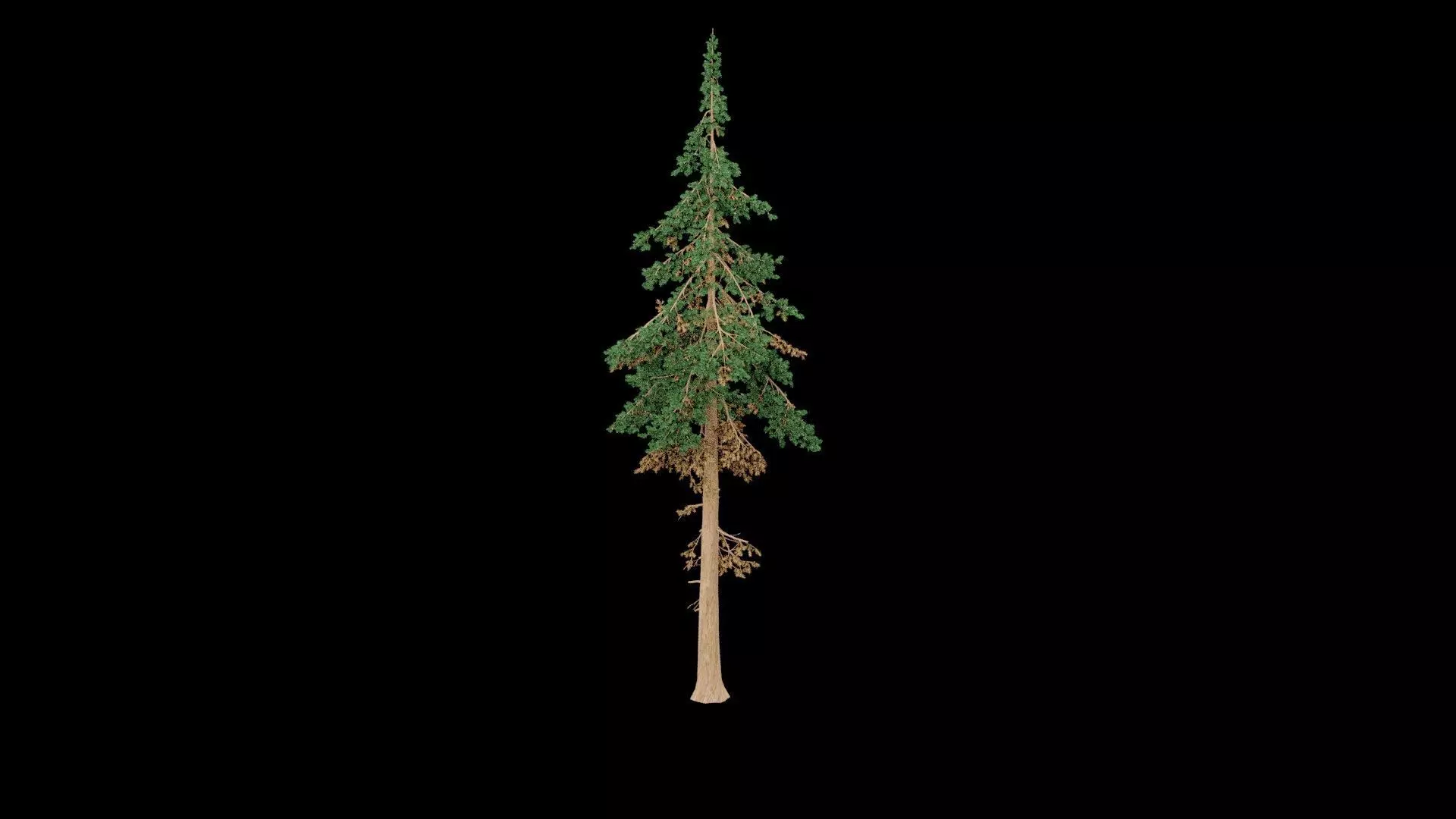 Realistic Pine Tree 3D model_1