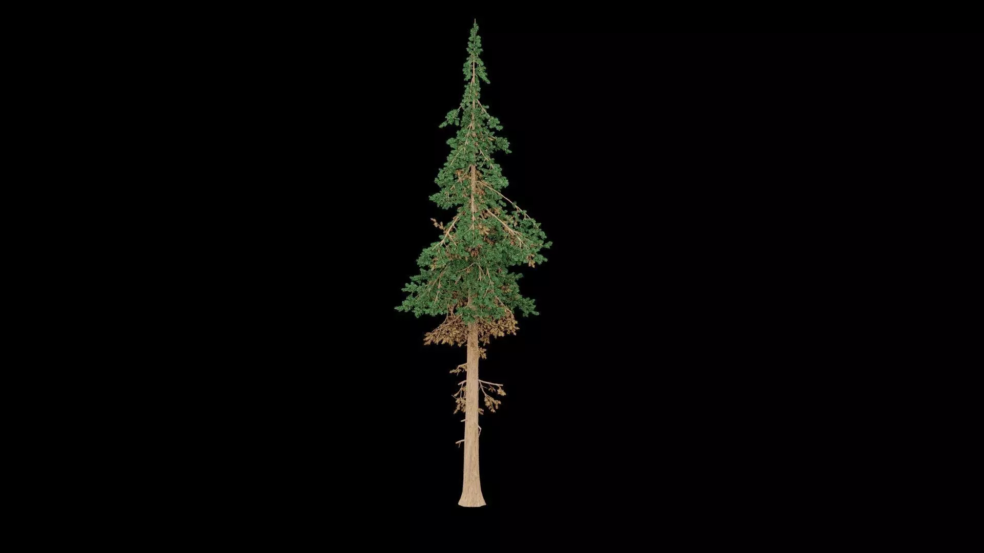 Realistic Pine Tree 3D model_3