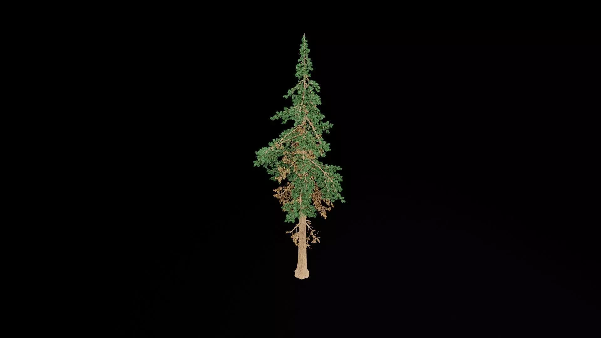 Realistic Pine Tree 3D model_6