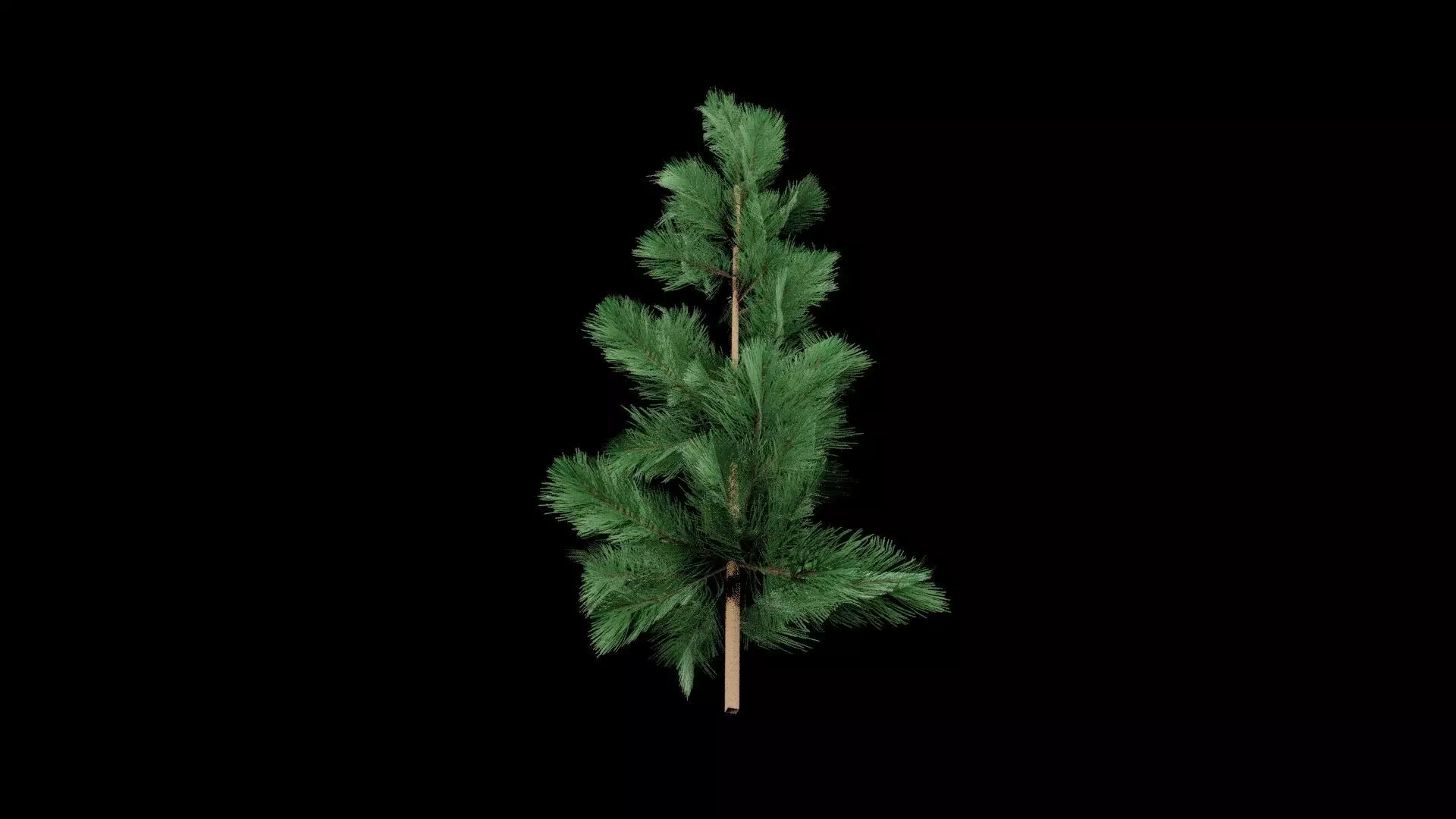 Realistic Pine Tree Low-poly 3D model_7