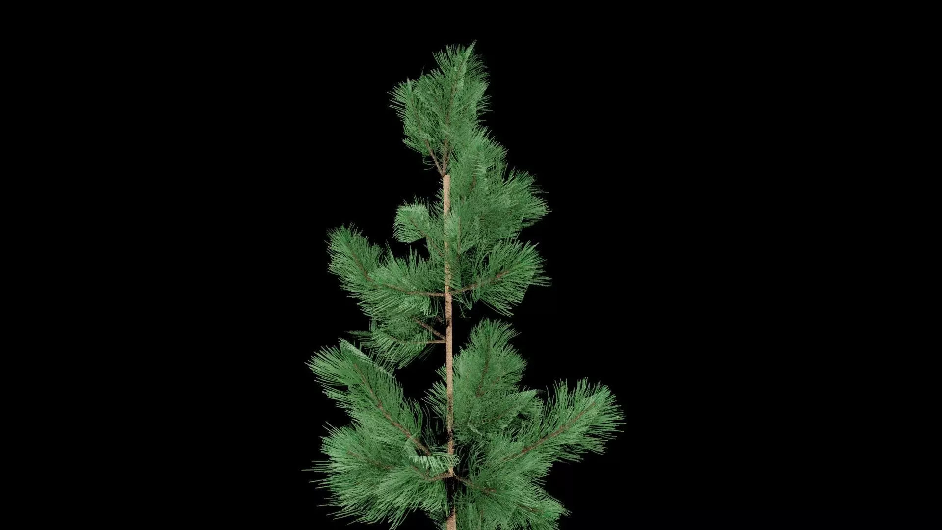 Realistic Pine Tree Low-poly 3D model_4