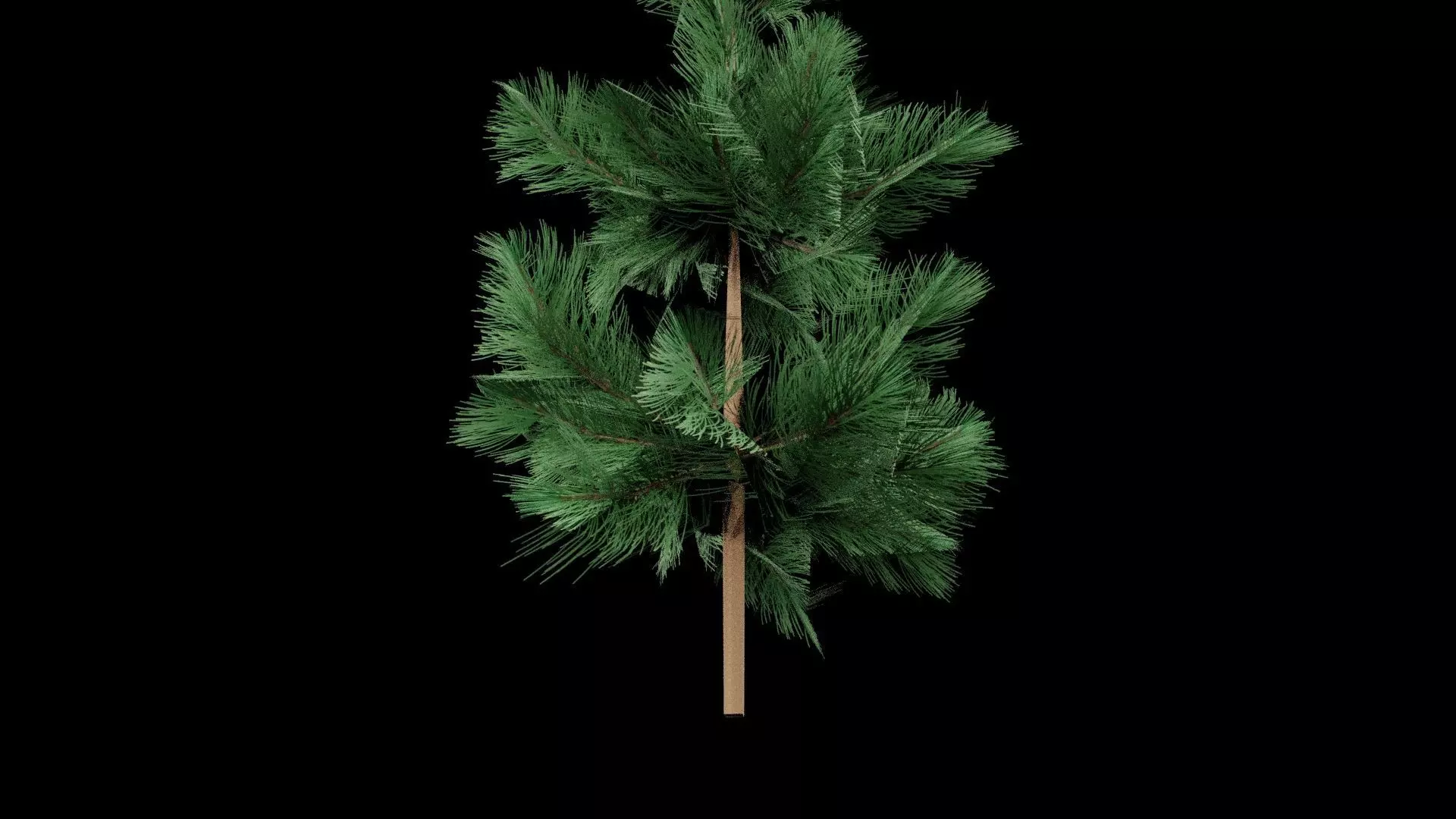 Realistic Pine Tree Low-poly 3D model_5