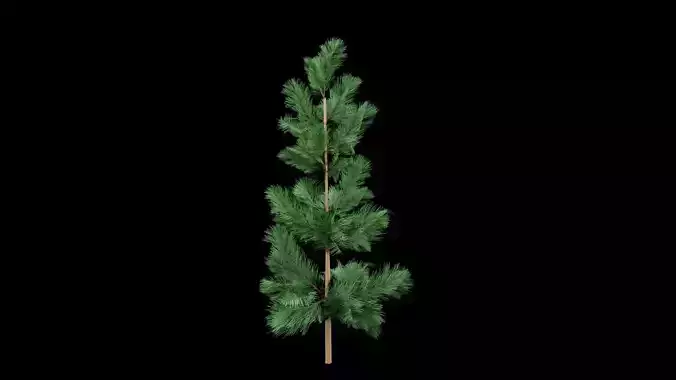 Realistic Pine Tree