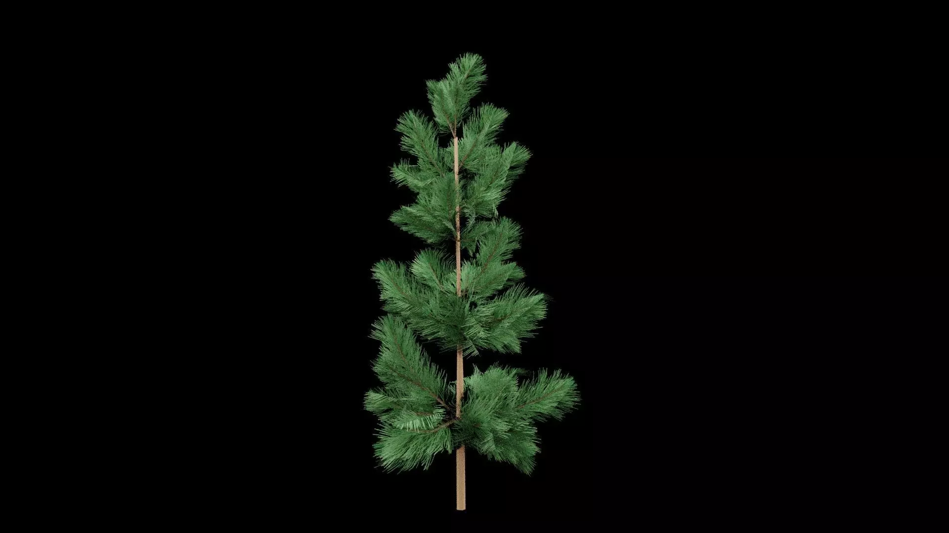 Realistic Pine Tree Low-poly 3D model_0