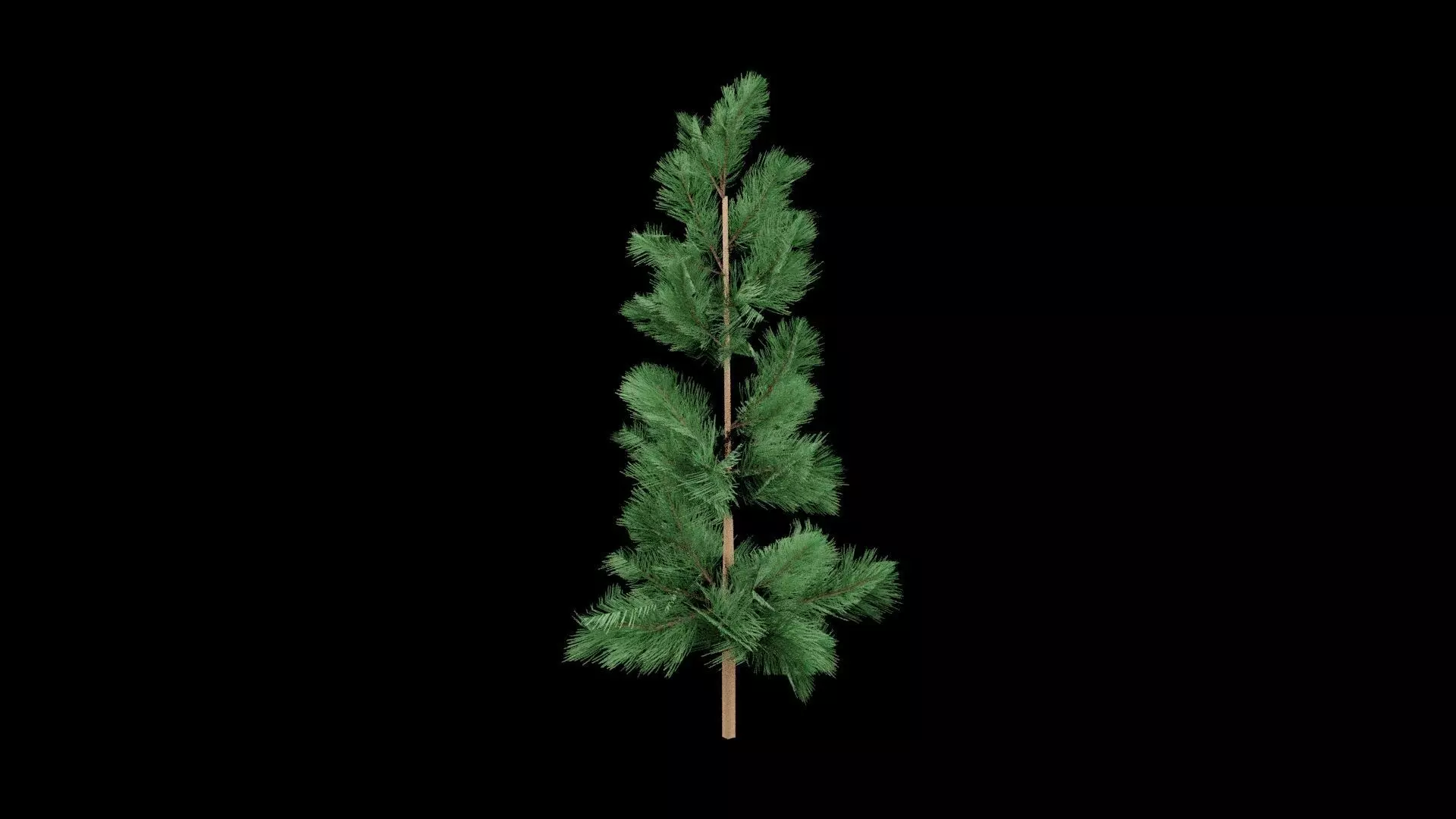 Realistic Pine Tree Low-poly 3D model_2