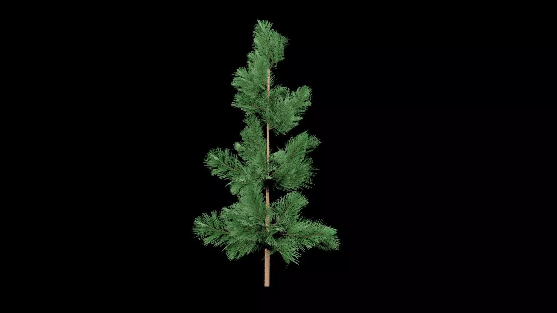 Realistic Pine Tree Low-poly 3D model_3