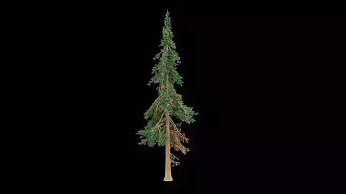 Realistic Pine Tree