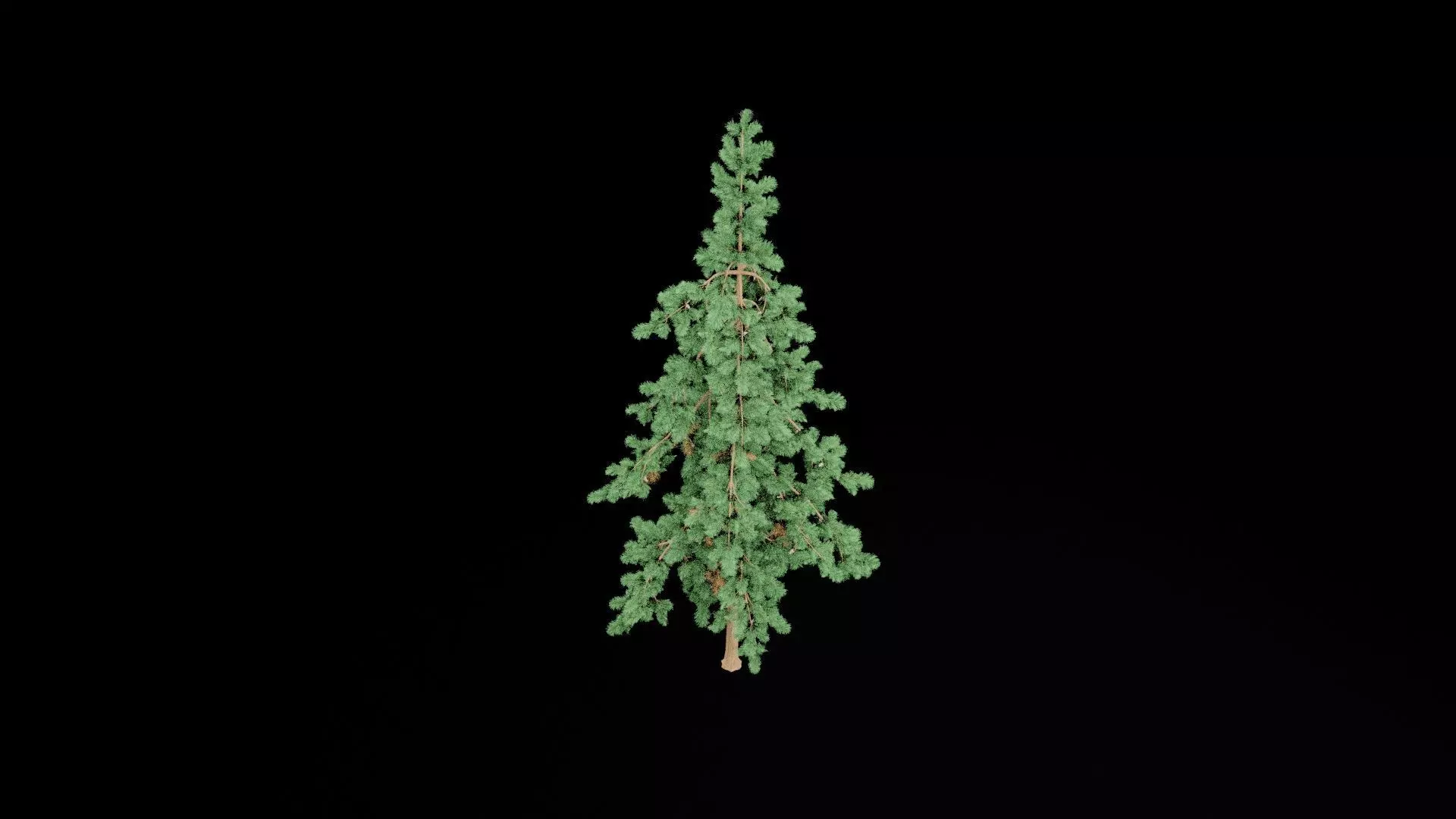 Realistic Pine Tree Low-poly 3D model_6