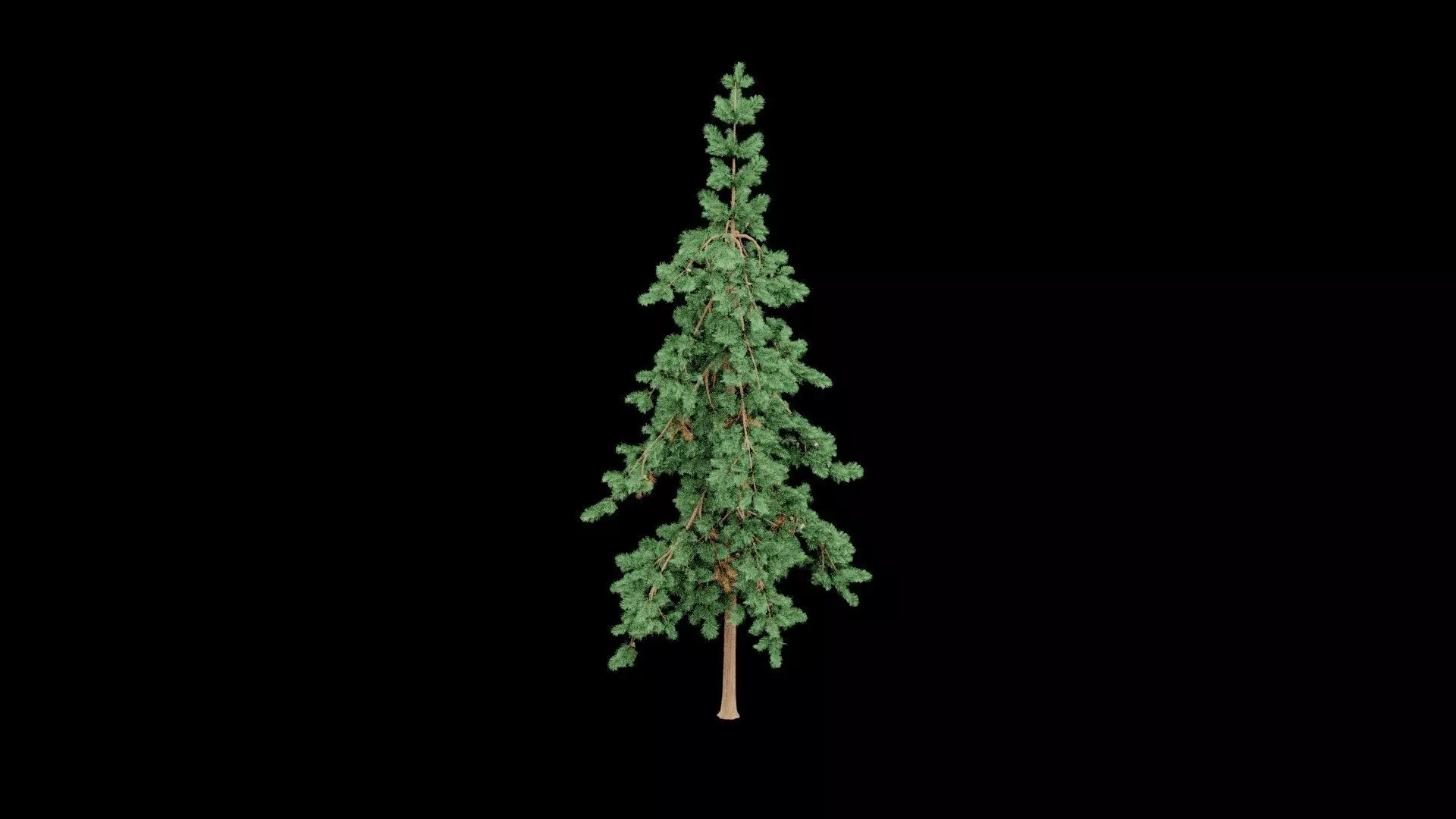 Realistic Pine Tree Low-poly 3D model_2