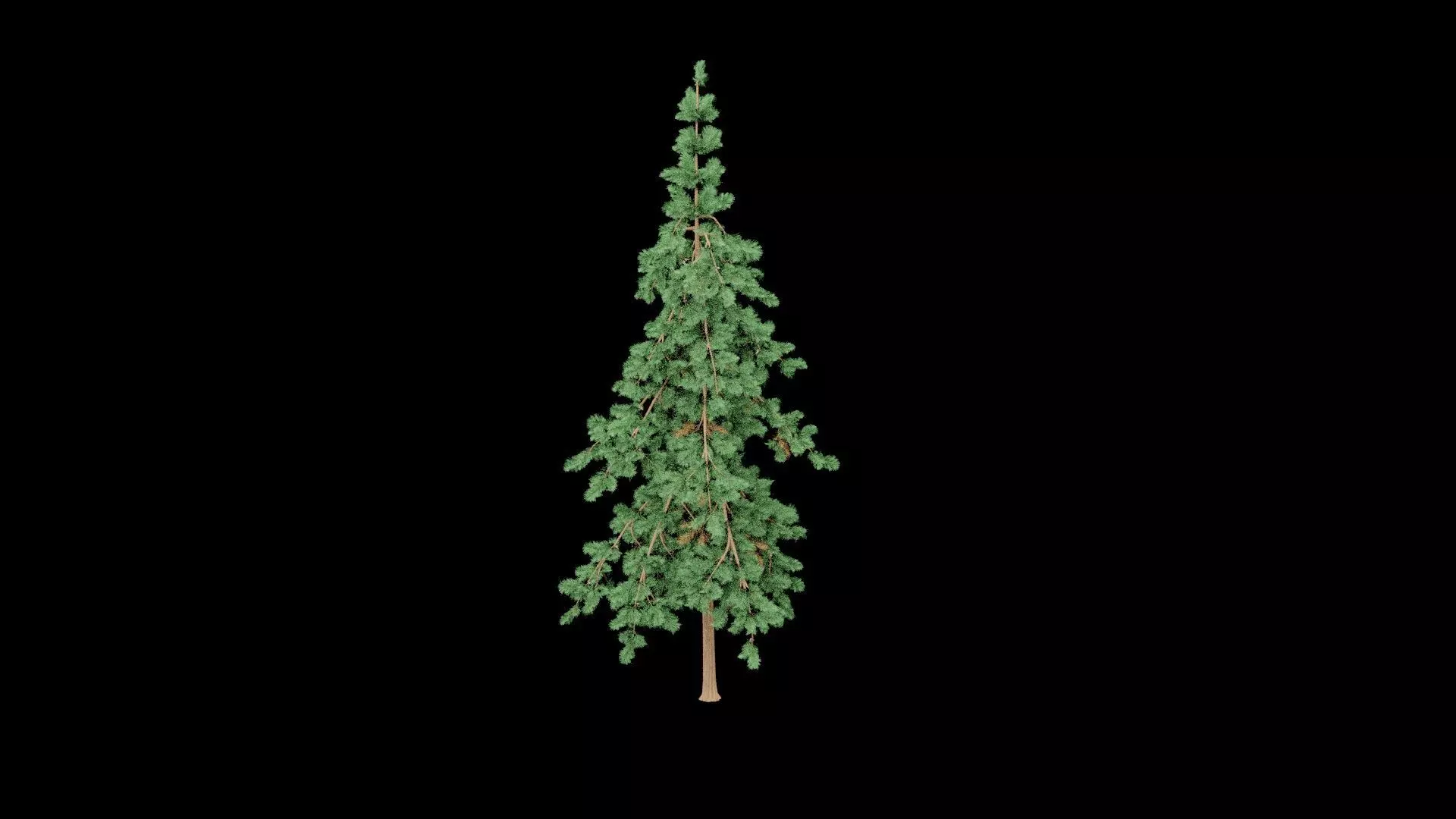 Realistic Pine Tree Low-poly 3D model_1