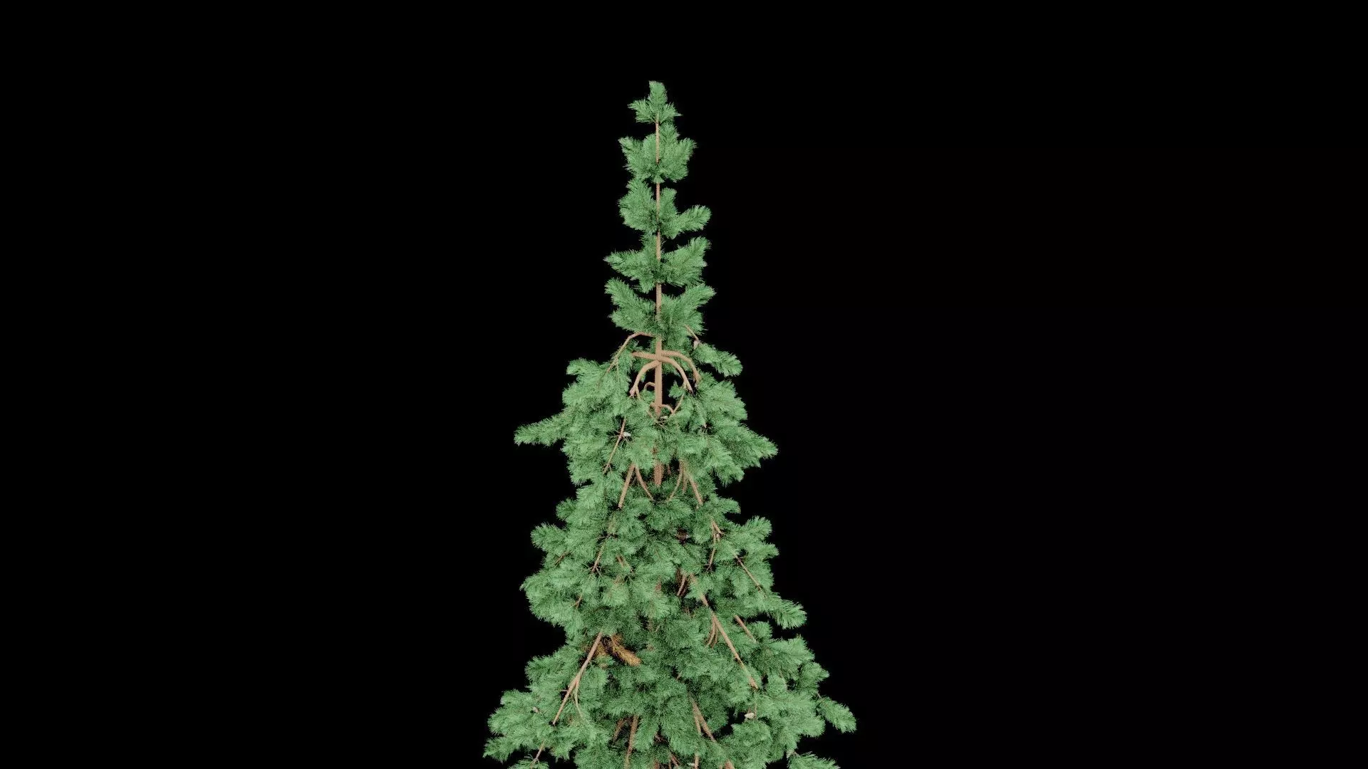Realistic Pine Tree Low-poly 3D model_4