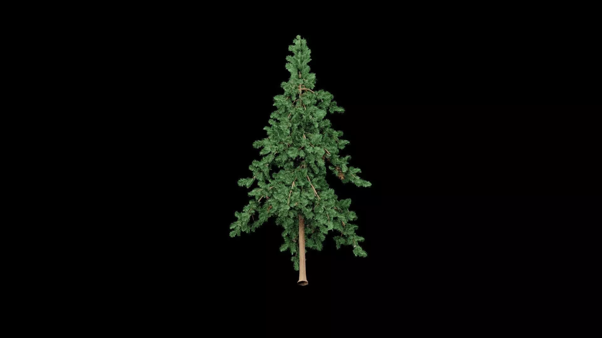 Realistic Pine Tree Low-poly 3D model_7