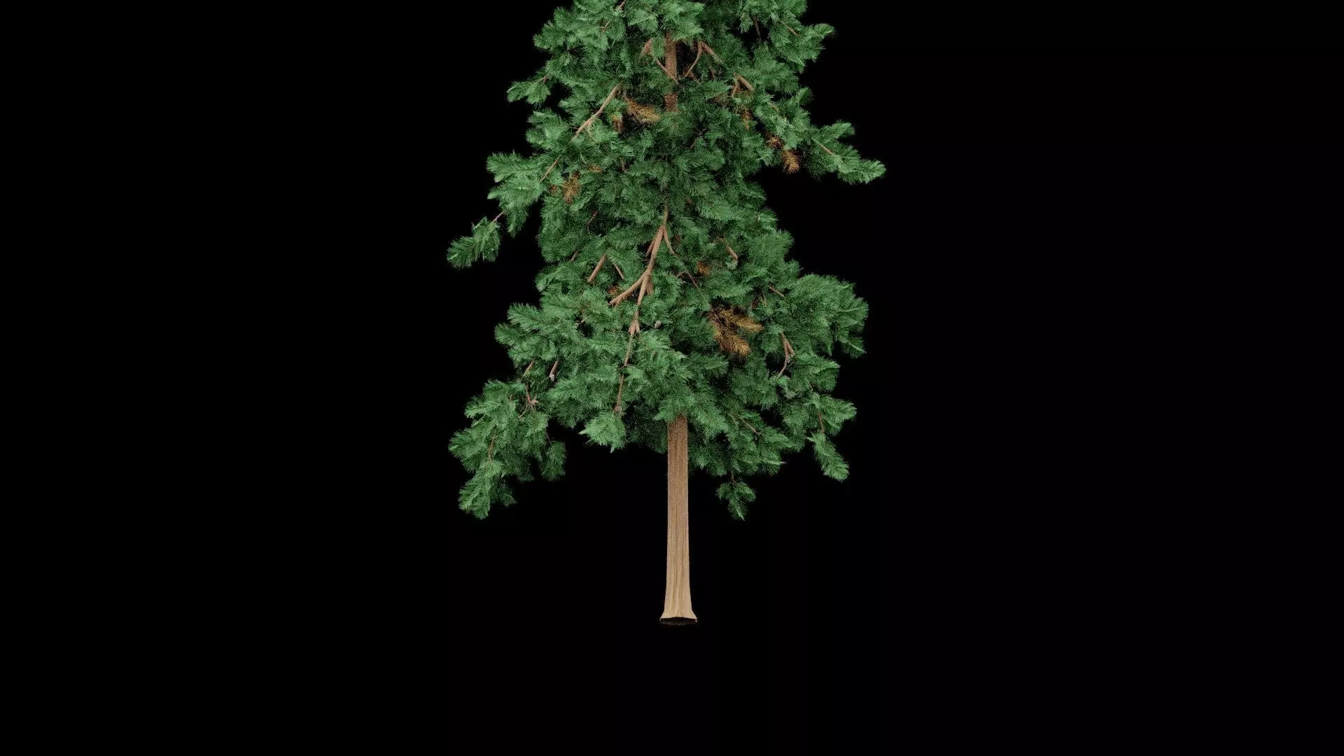 Realistic Pine Tree Low-poly 3D model_5