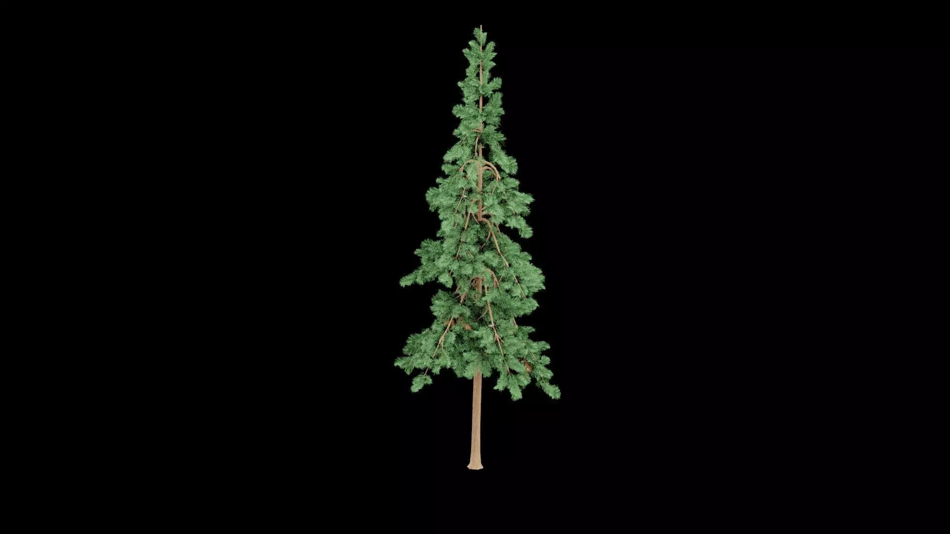 Realistic Pine Tree Low-poly 3D model_2