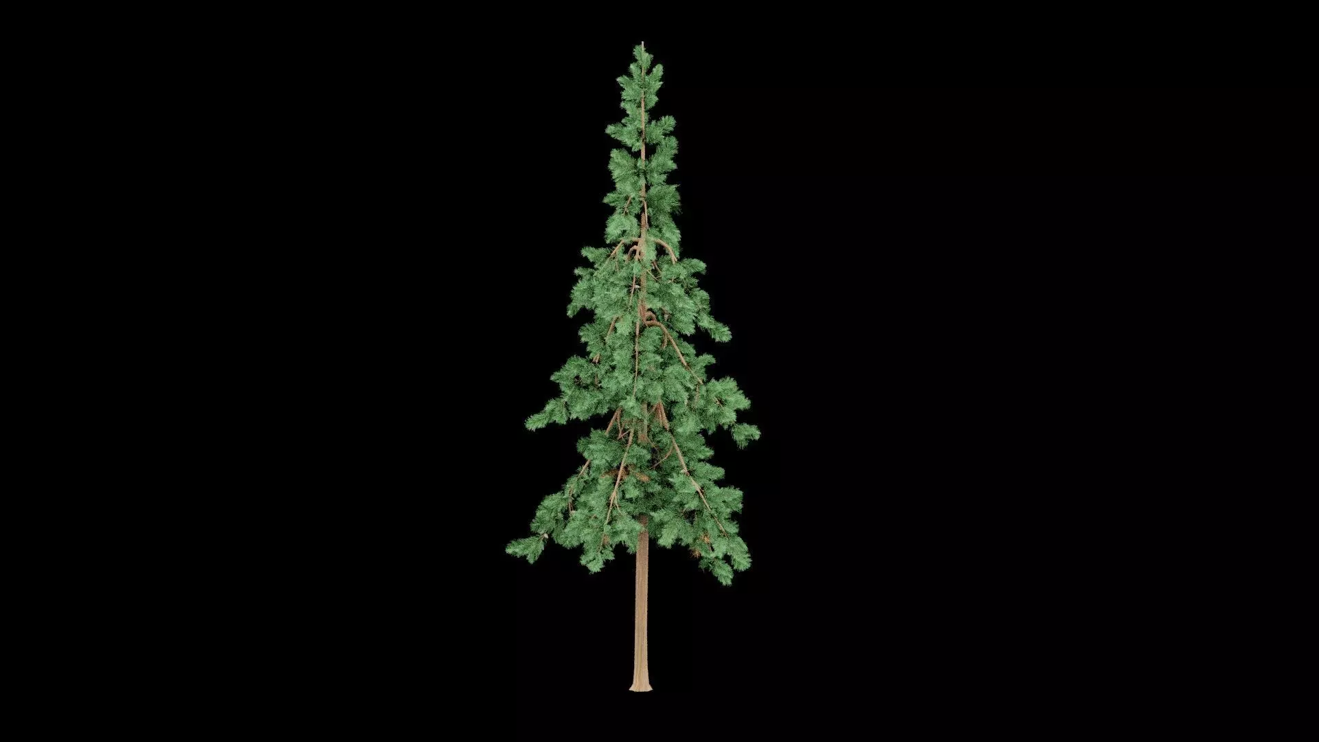 Realistic Pine Tree Low-poly 3D model_0