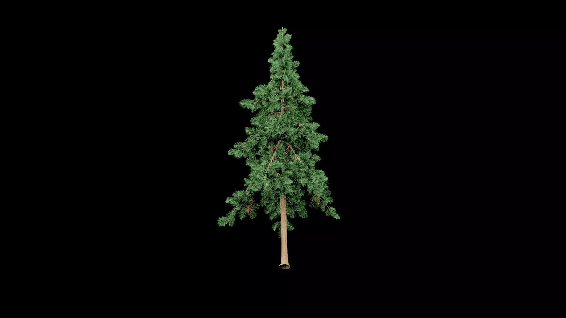 Realistic Pine Tree Low-poly 3D model_7